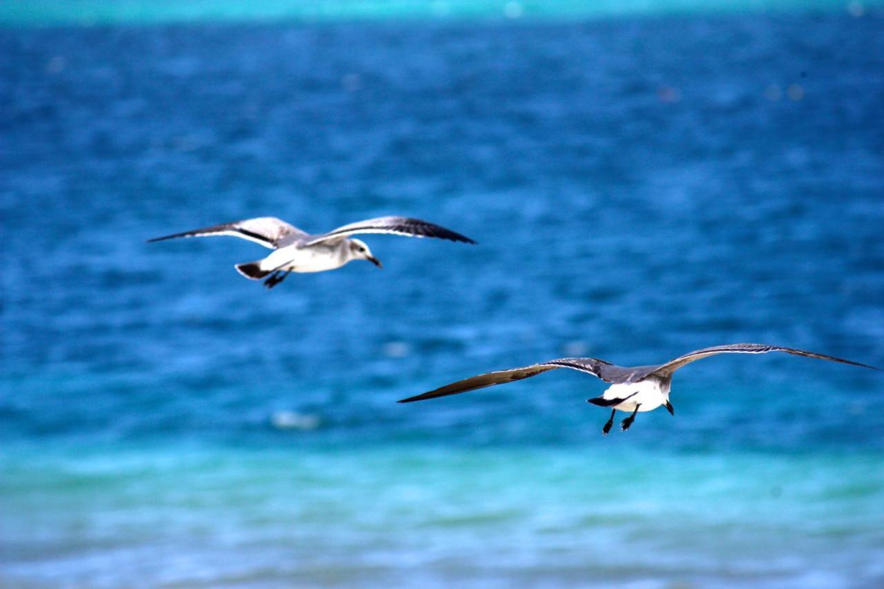 Casa Brisa Y Mar Villa Puerto Morelos Eksteriør bilde